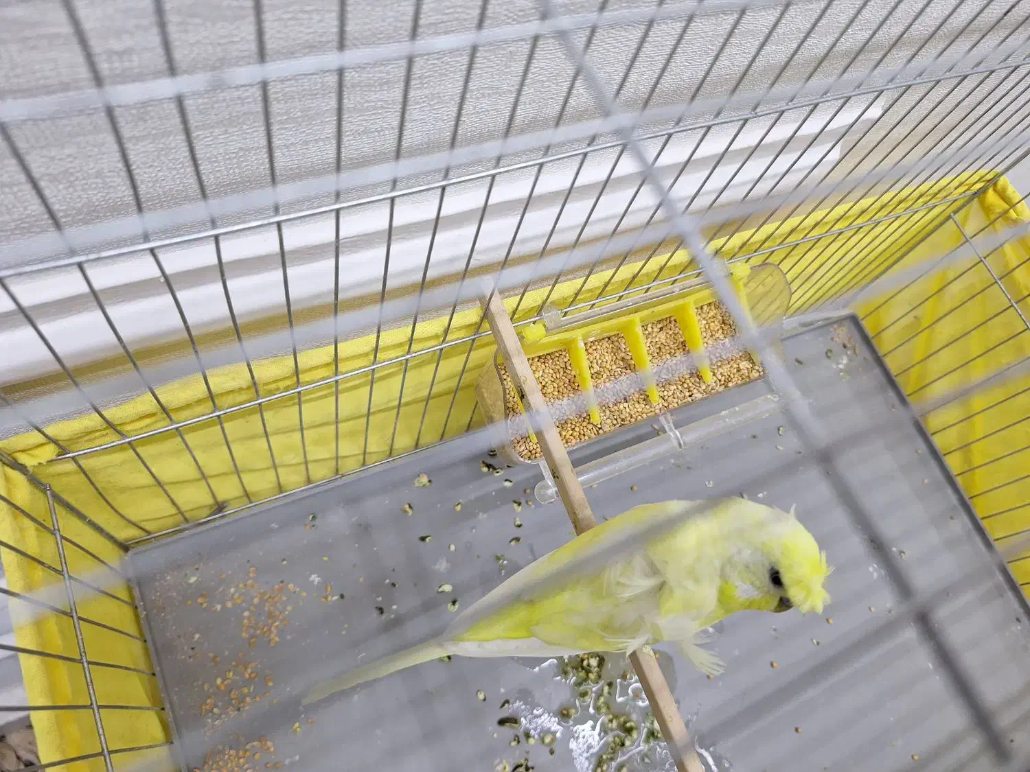 مرغ عشق  پروانه ای نر|پرنده|رباط‌کریم, رباط‌کریم|دیوار