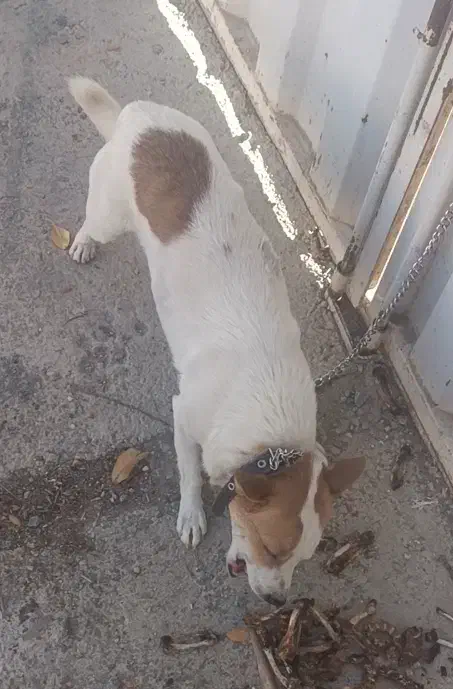 سگ ..|سگ|خمین, |دیوار