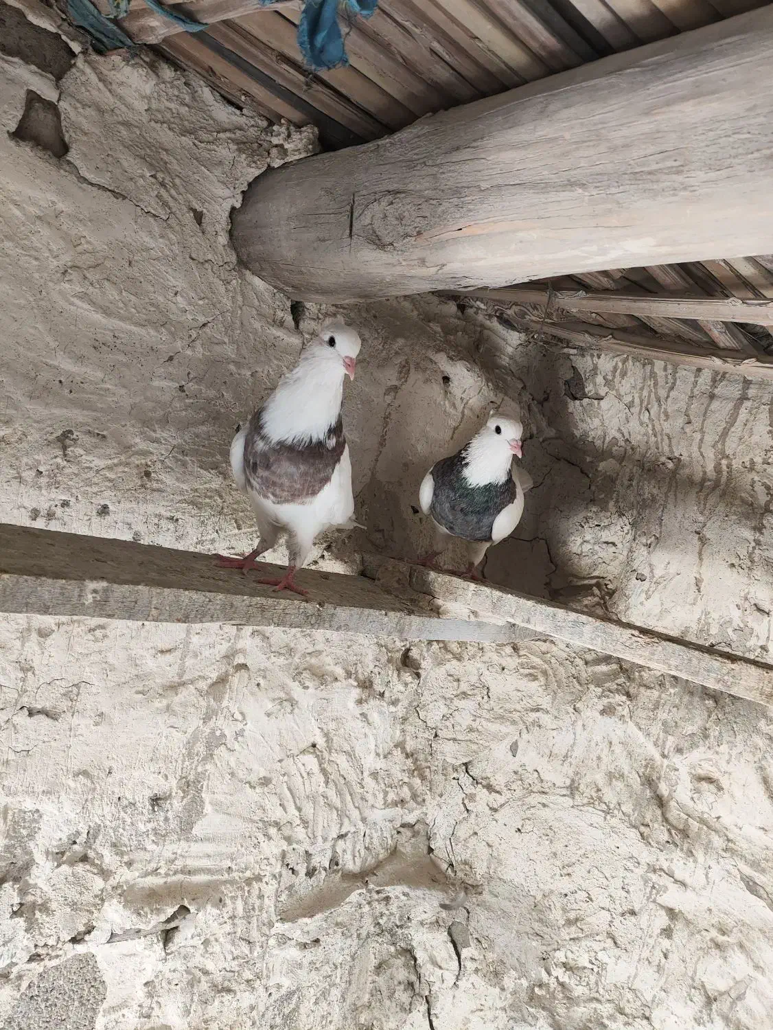 کبوتر طوقی|پرنده|سراوان, |دیوار