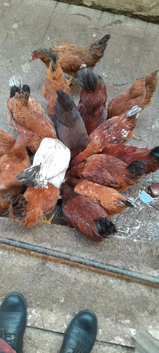 خروس ومرغ محلی|حیوانات مزرعه|رشت, جهاد|دیوار