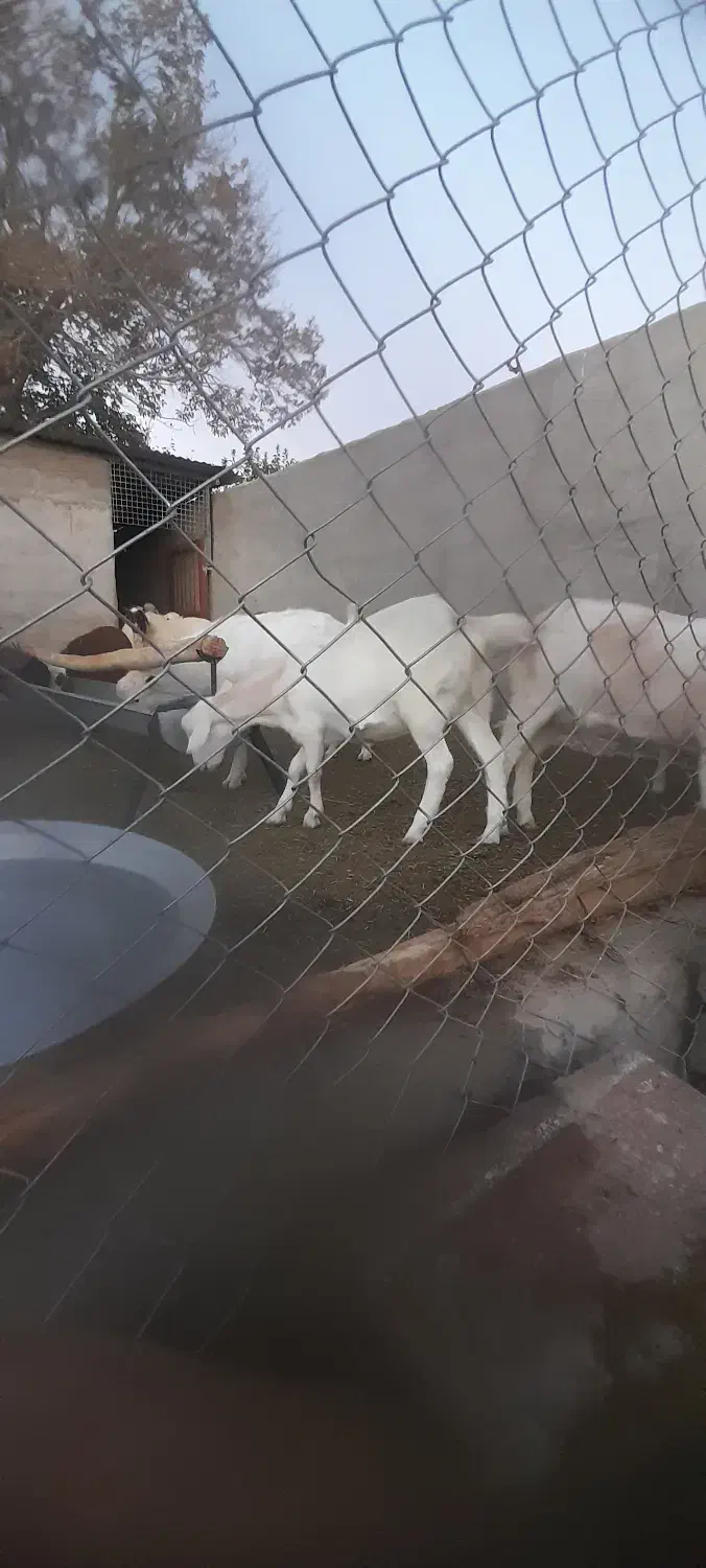 فروش ۴ راس کره ماده سانن ۱۰ ماه آبستن|حیوانات مزرعه|شهر بابک, |دیوار