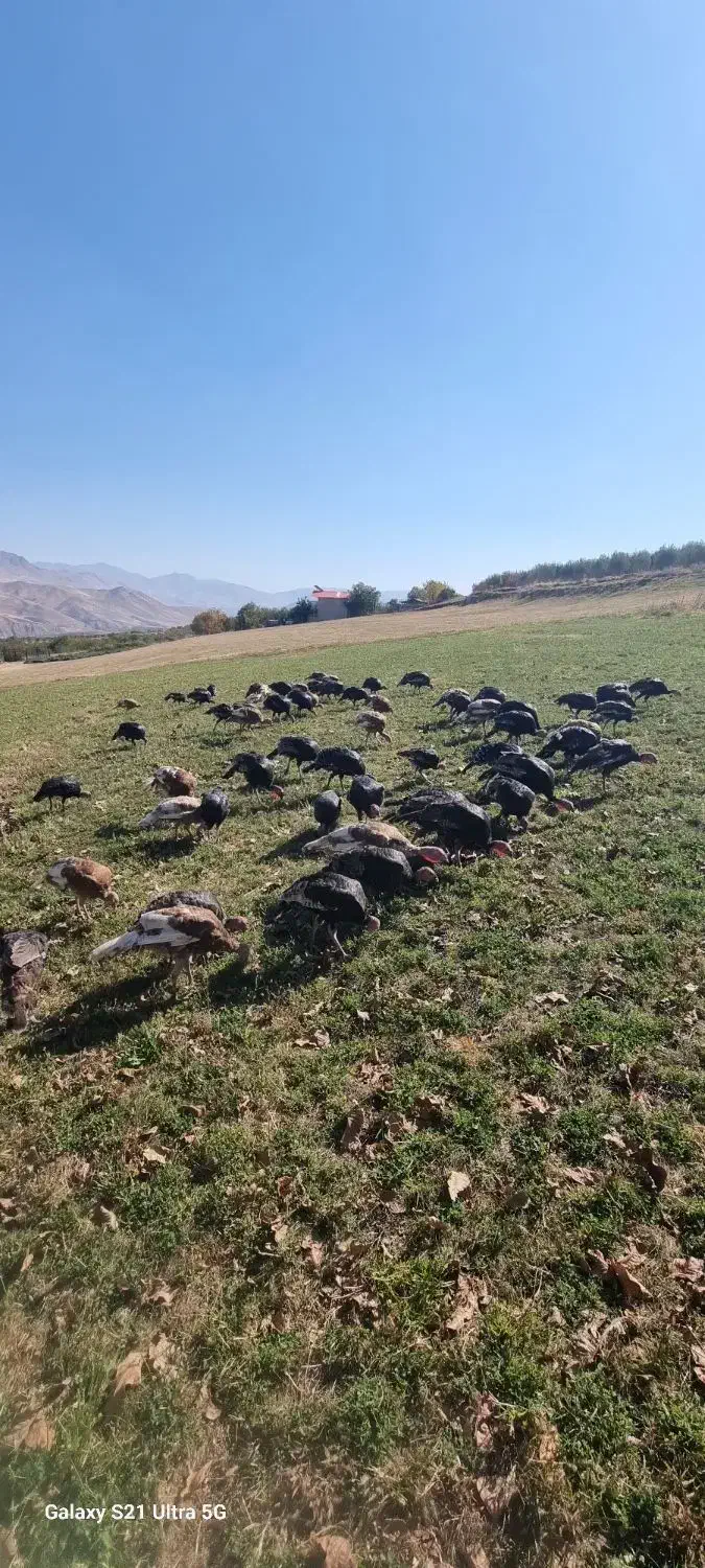 فروش بوقلمون و غاز|حیوانات مزرعه|پیرانشهر, |دیوار