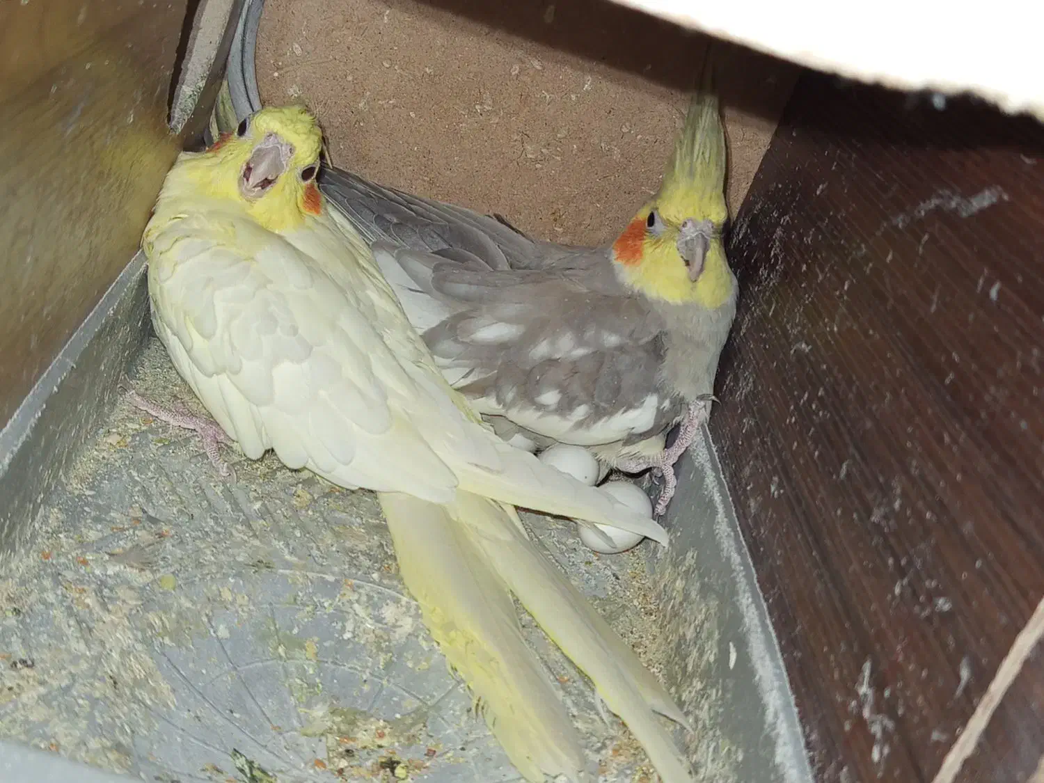 عروس هلندی باتخم ومرغ عشق|پرنده|اسلام‌‌آباد غرب, |دیوار