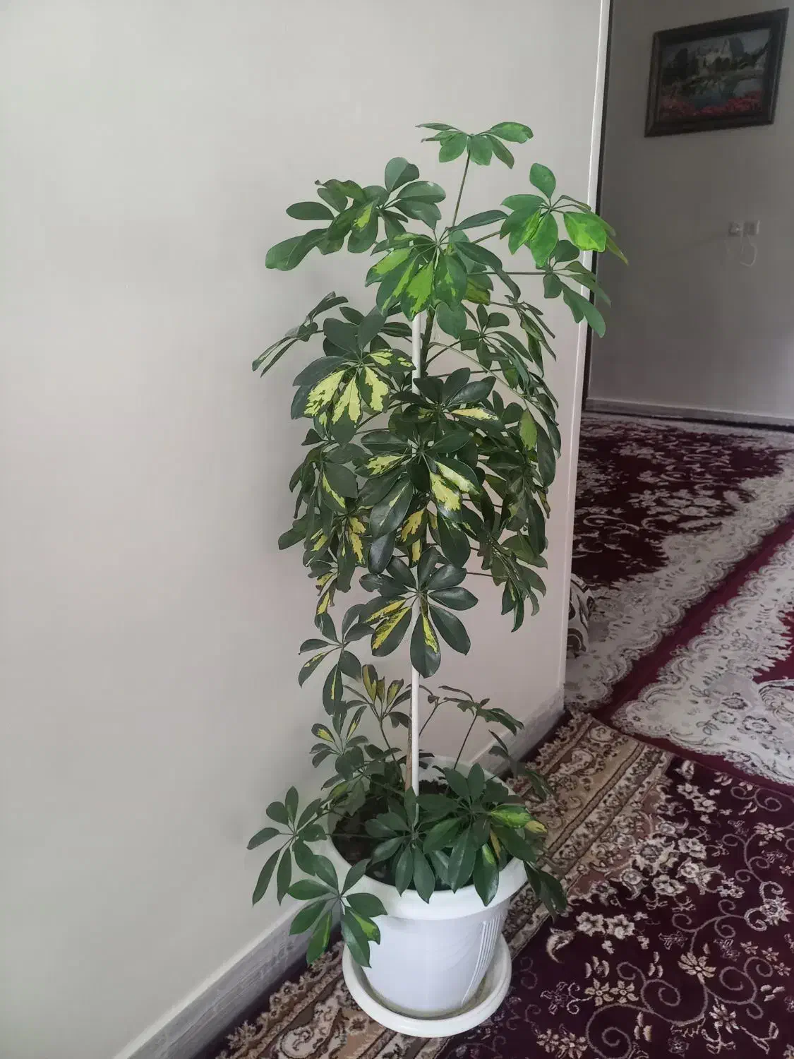 فروش گلهای اپارتمانی|گل و گیاه طبیعی|فارسان, |دیوار