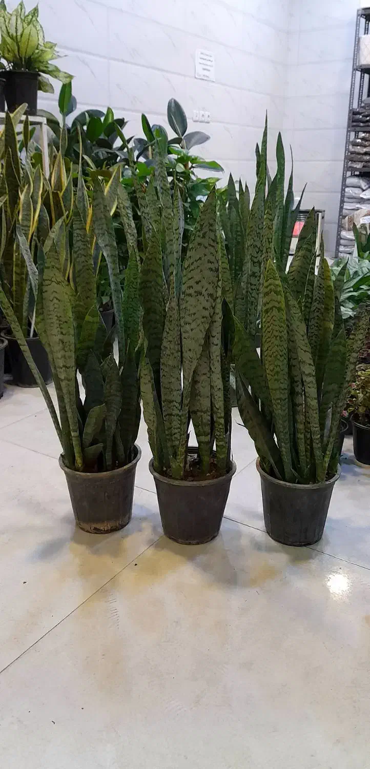 سانسوریا شمشیری سبز پُرغلاف پُر برگ|گل و گیاه طبیعی|قم, نیروگاه|دیوار