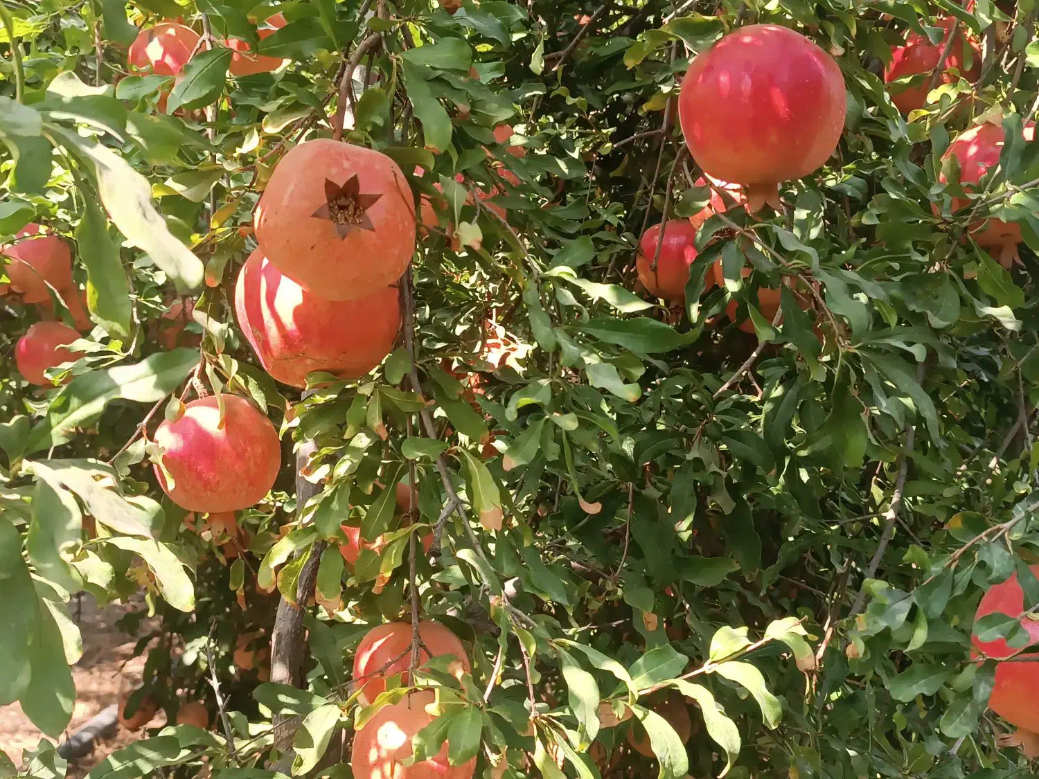 فروش انار ارگانیک از تولید به مصرف|خوردنی و آشامیدنی|رستم, |دیوار