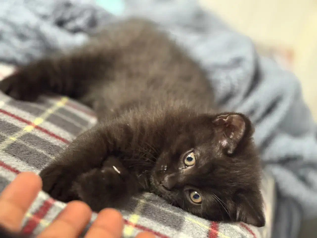 واگذاری|گربه|گرگان, |دیوار