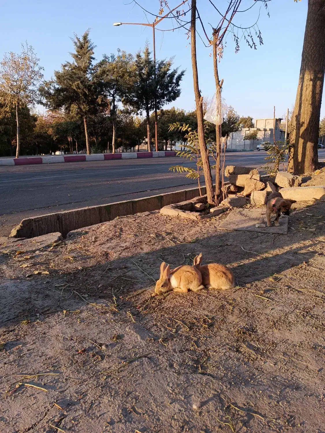 خرگوش|موش و خرگوش|صحنه, |دیوار