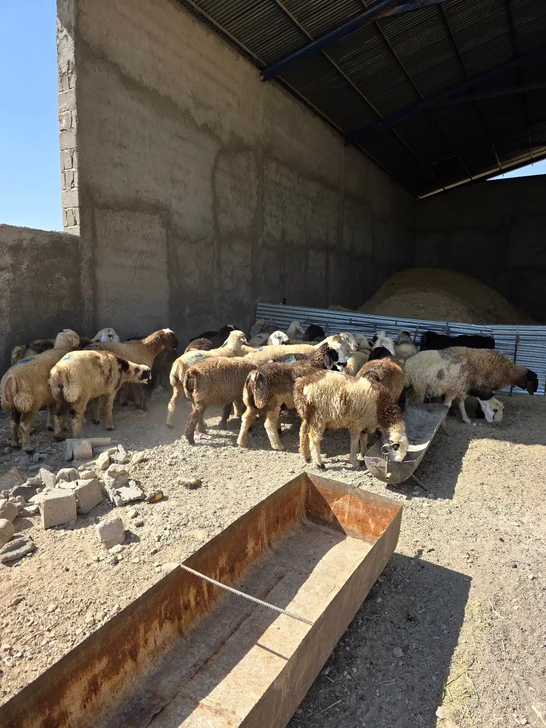 فروش  بره|حیوانات مزرعه|کوار, |دیوار