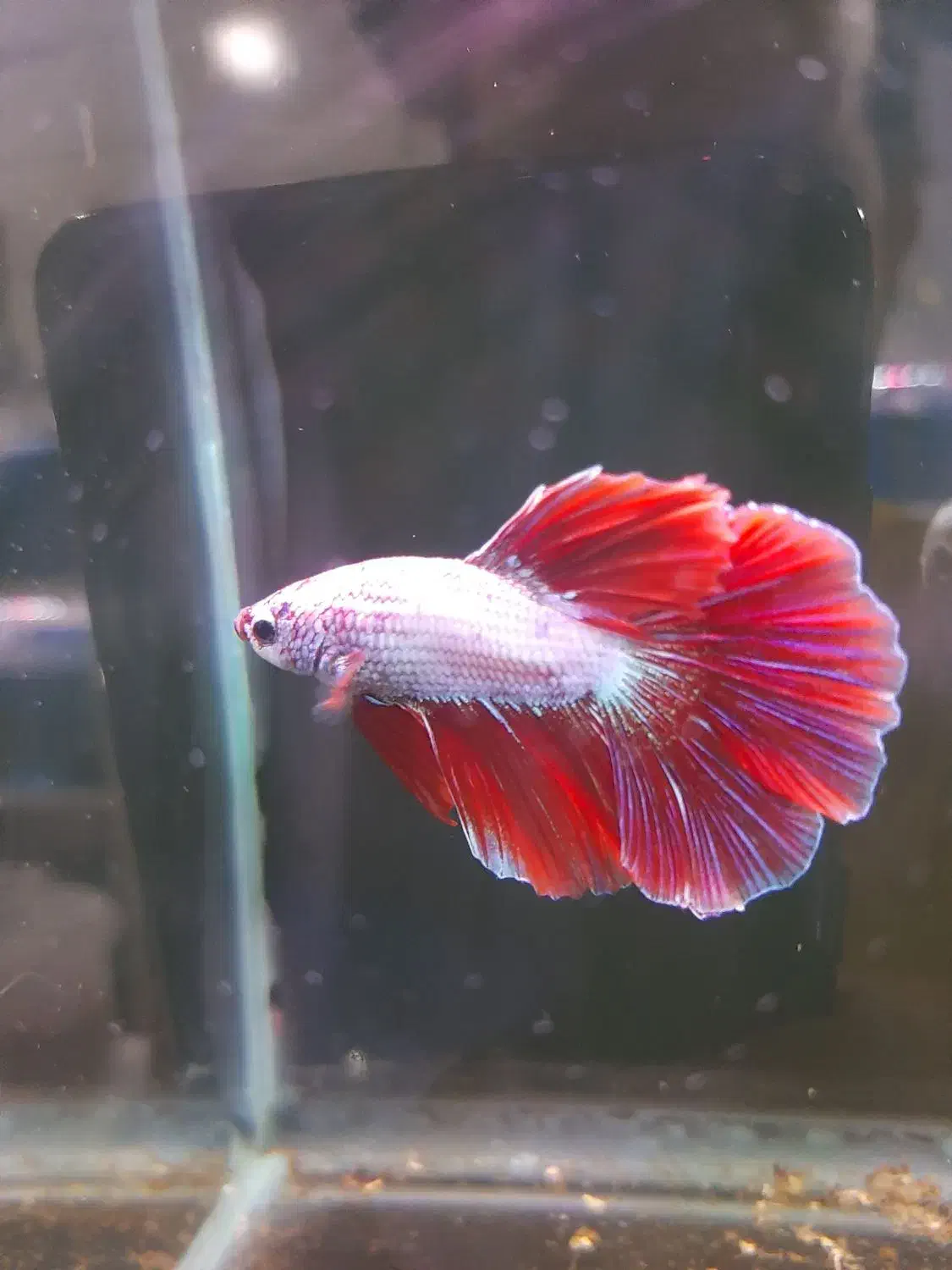 آکواریوم اورین|ماهی|خوی, |دیوار