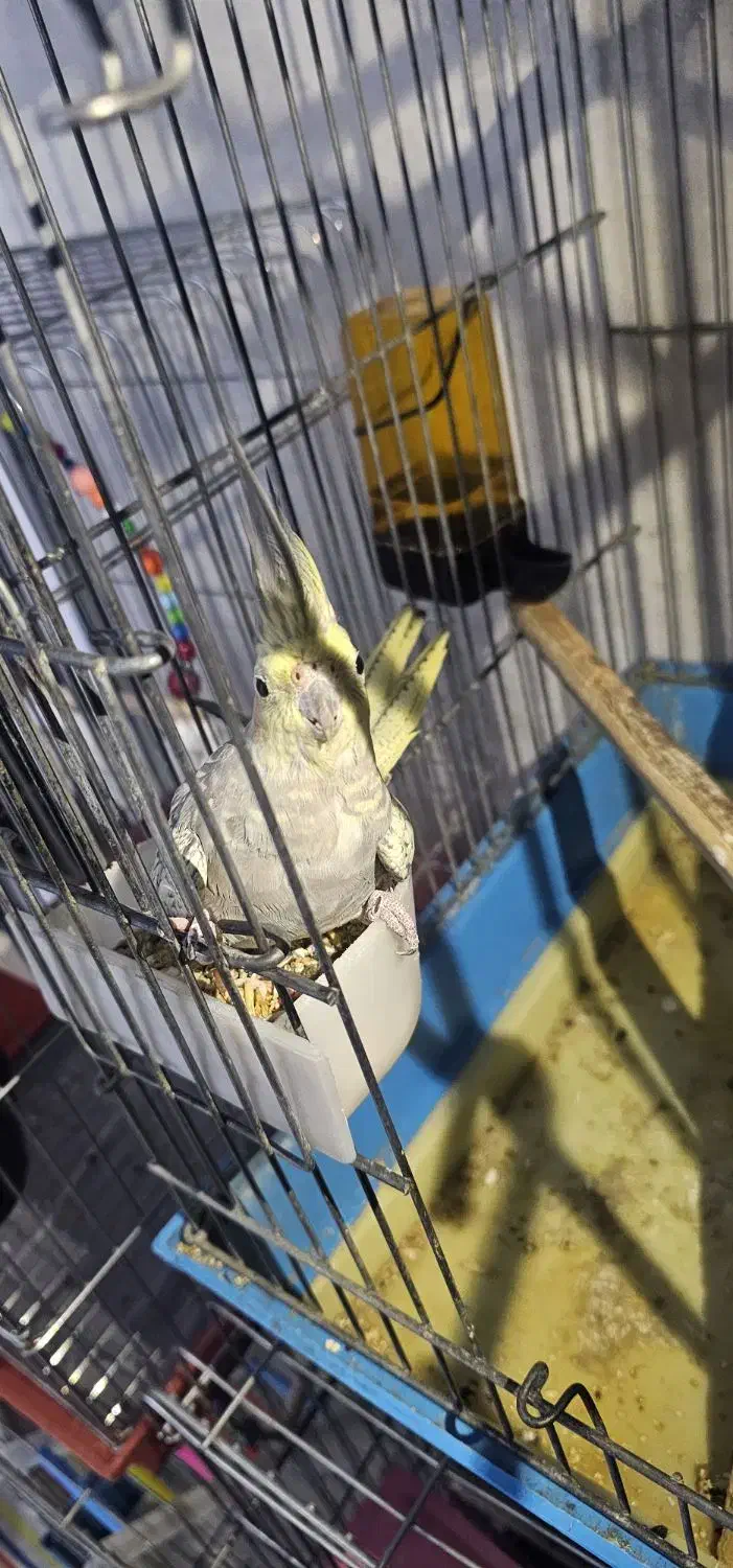 عروس هلندی|پرنده|ری, حمزه‌آباد|دیوار