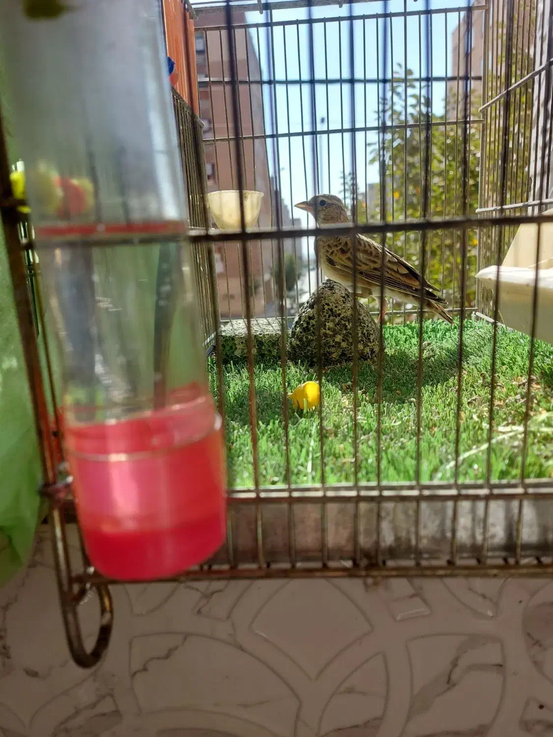 پرنده خوش آواز|پرنده|محمدیه-قزوین, |دیوار