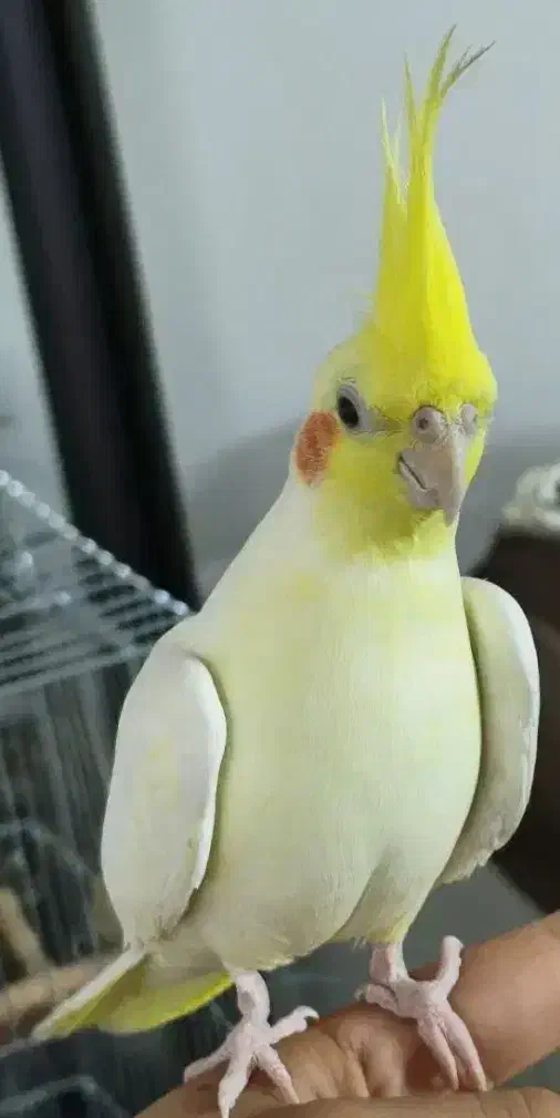 عروس هلندی چند بار کار داده با هشتا تخم|پرنده|شیرگاه, |دیوار