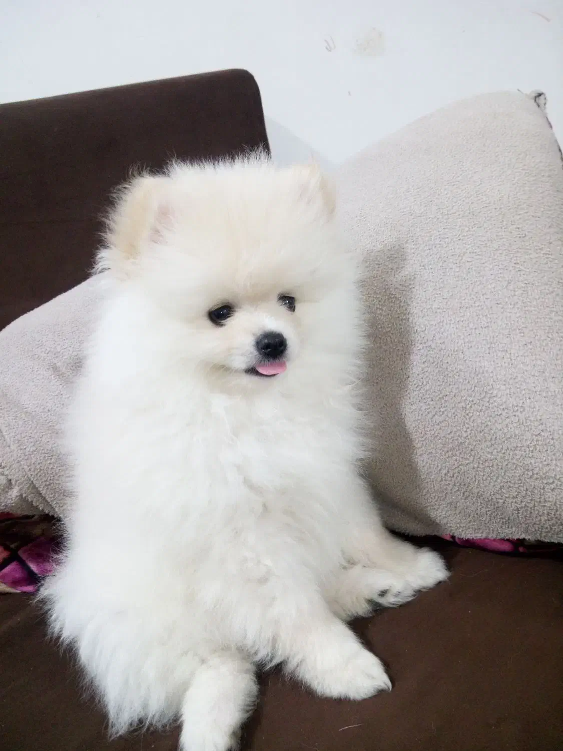 dag.pamerian|سگ|بندرعباس, |دیوار