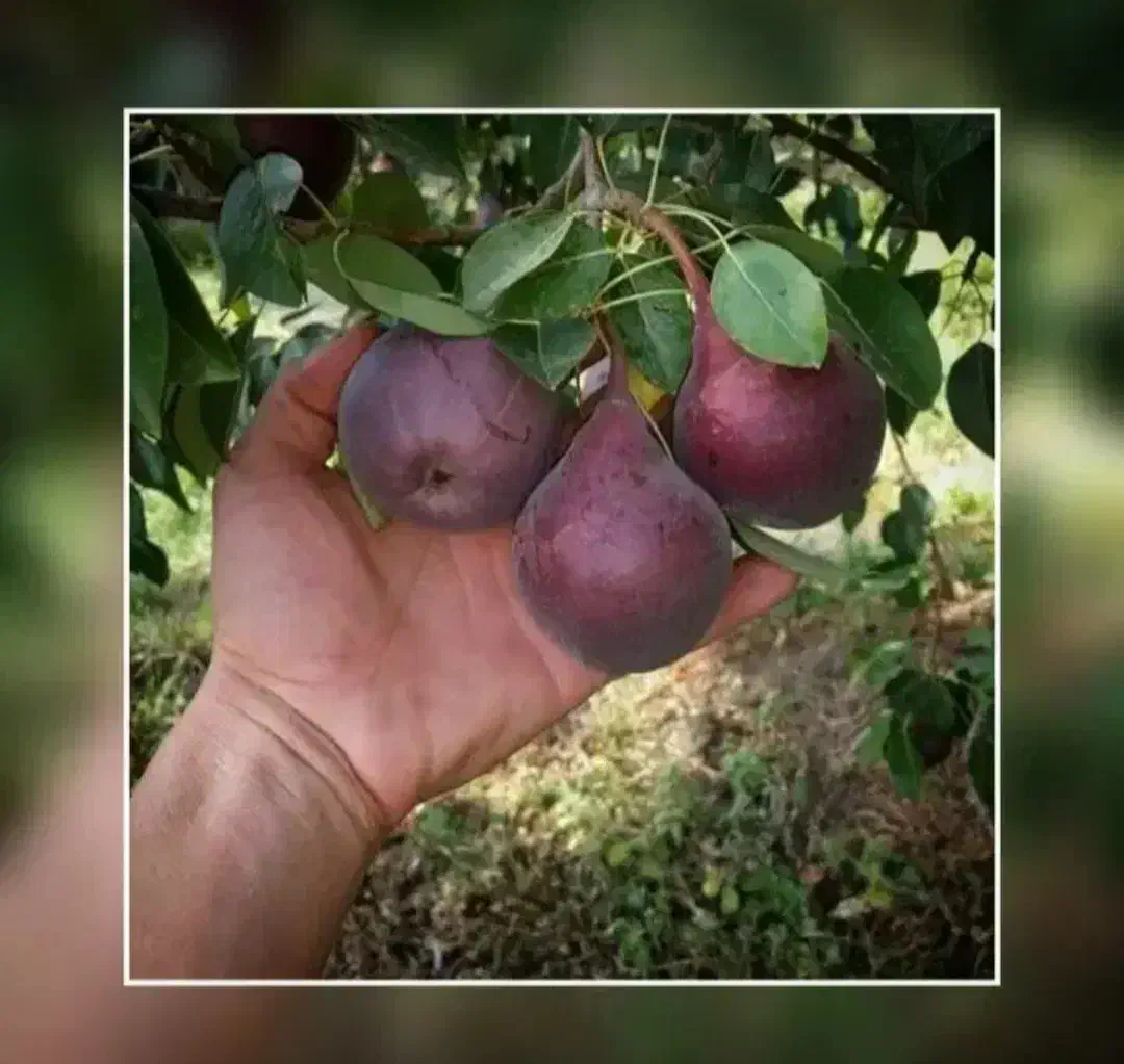 نهال برتر تخصص ماست|خدمات باغبانی و درختکاری|بندر گز, |دیوار