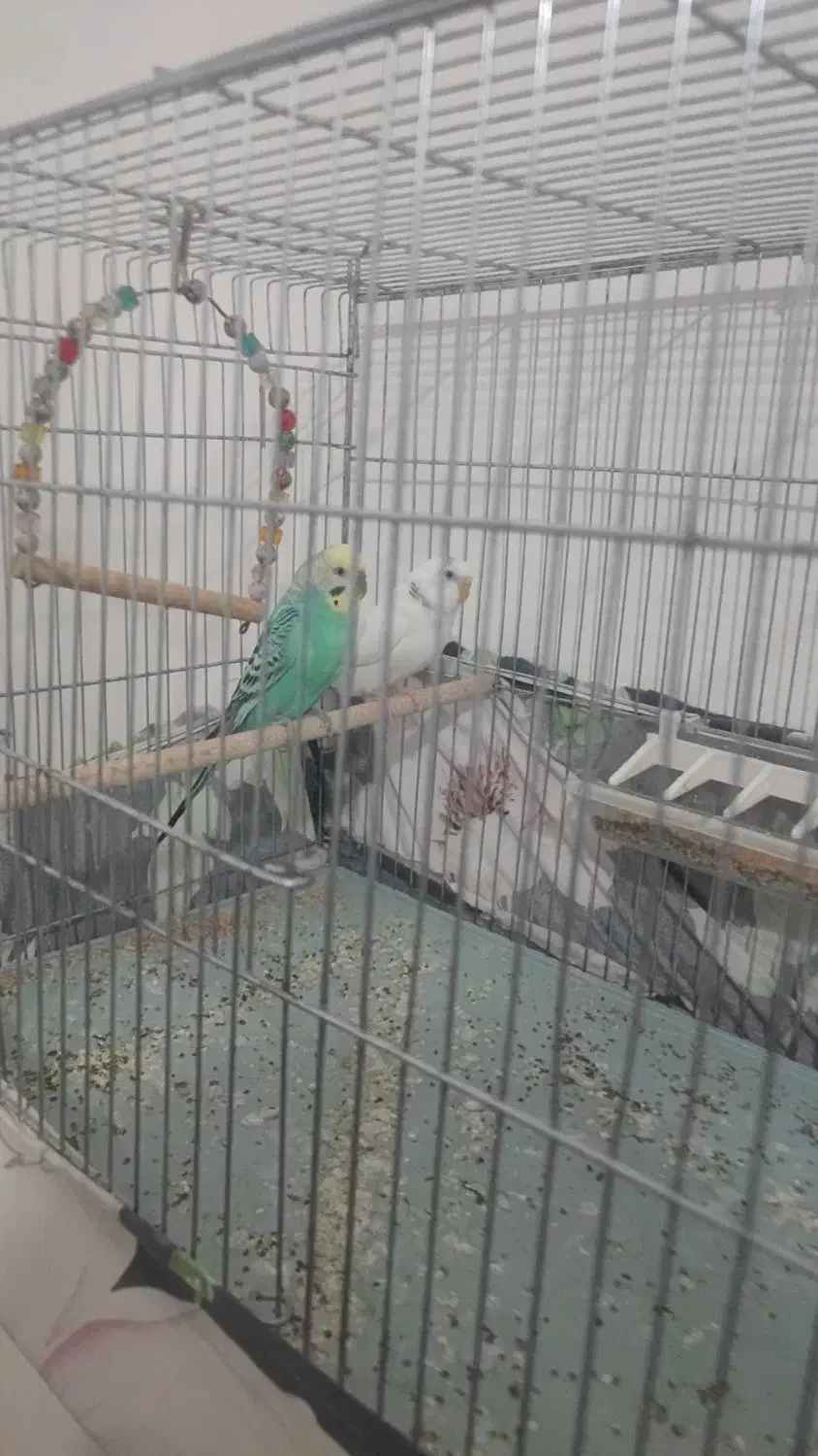 معاوضه مرغ عشق با عروس هلندی|پرنده|مشگین شهر, |دیوار