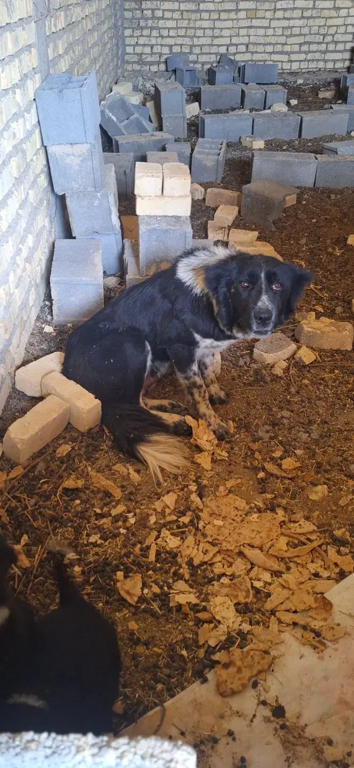 سگ لاس|سگ|بروجن, |دیوار