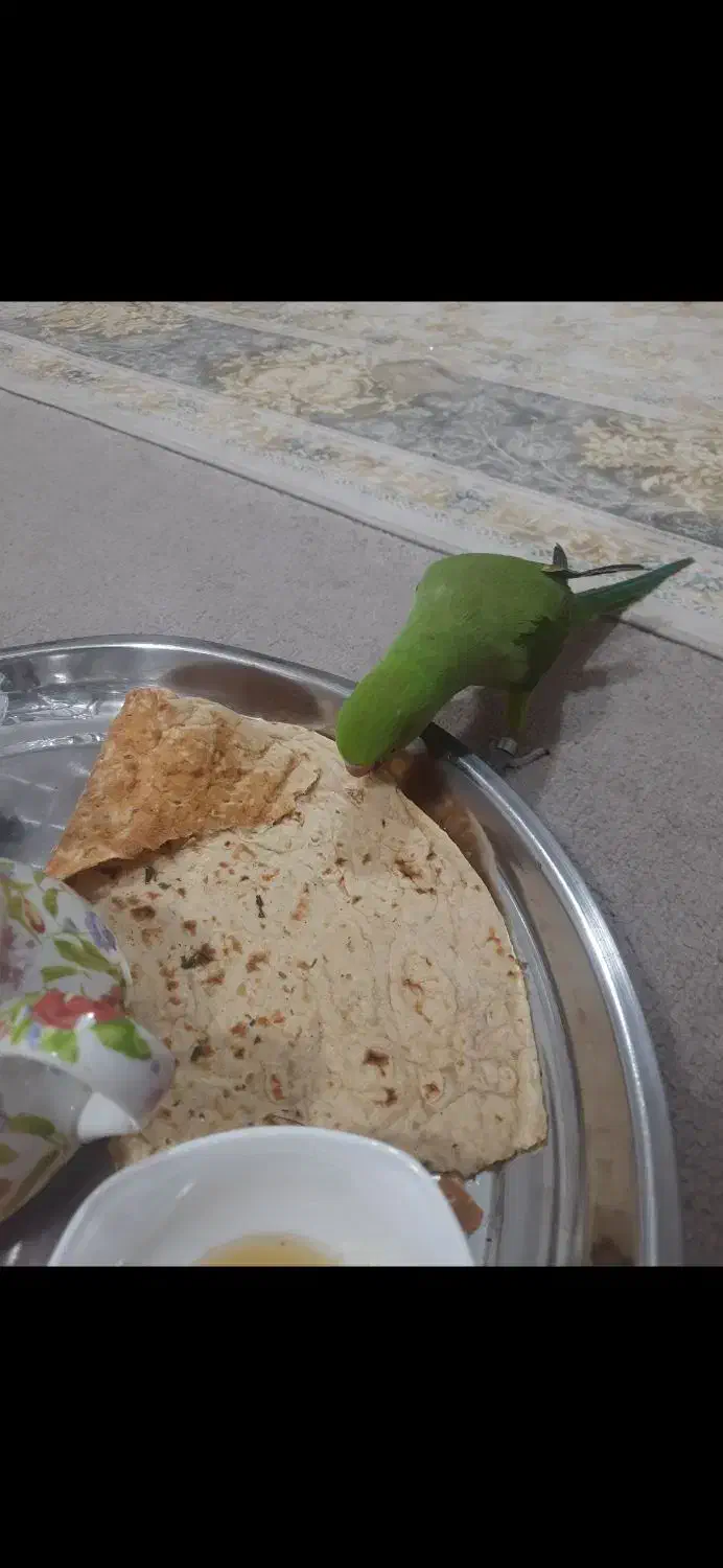 طوطی ملنگو ماده|پرنده|اهواز, اهواز|دیوار