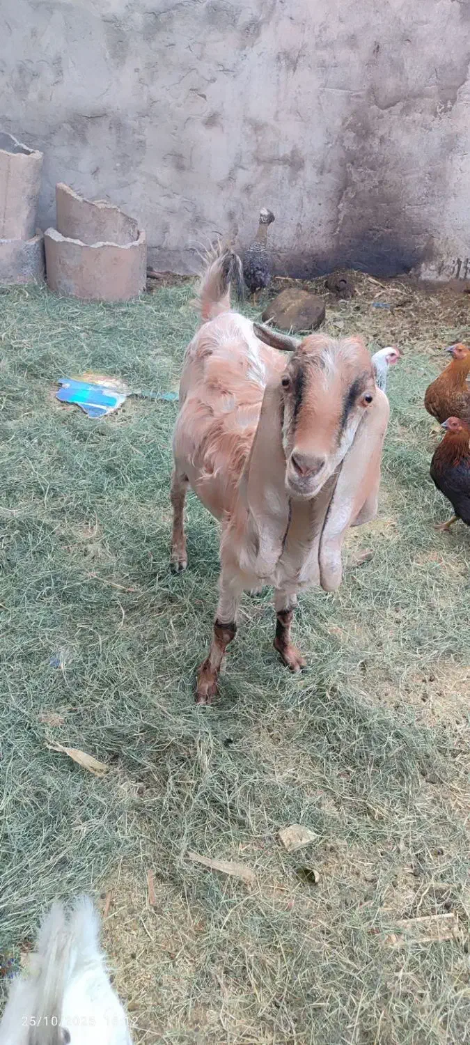 گوسفند|حیوانات مزرعه|بم, |دیوار