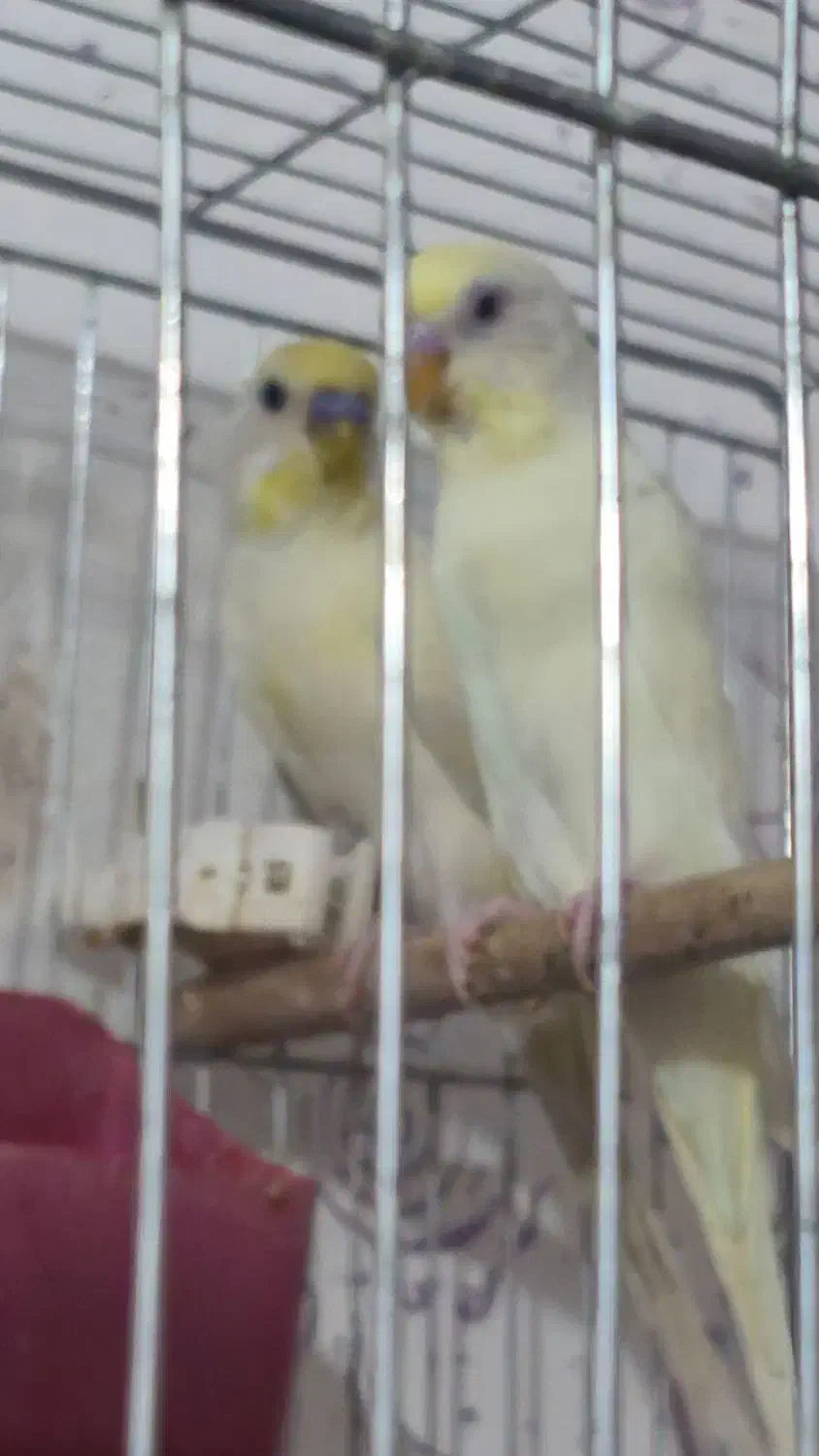 مرغ عشق ماده ۳۰۰ تومان دونه ای|پرنده|اهواز, پردیس|دیوار