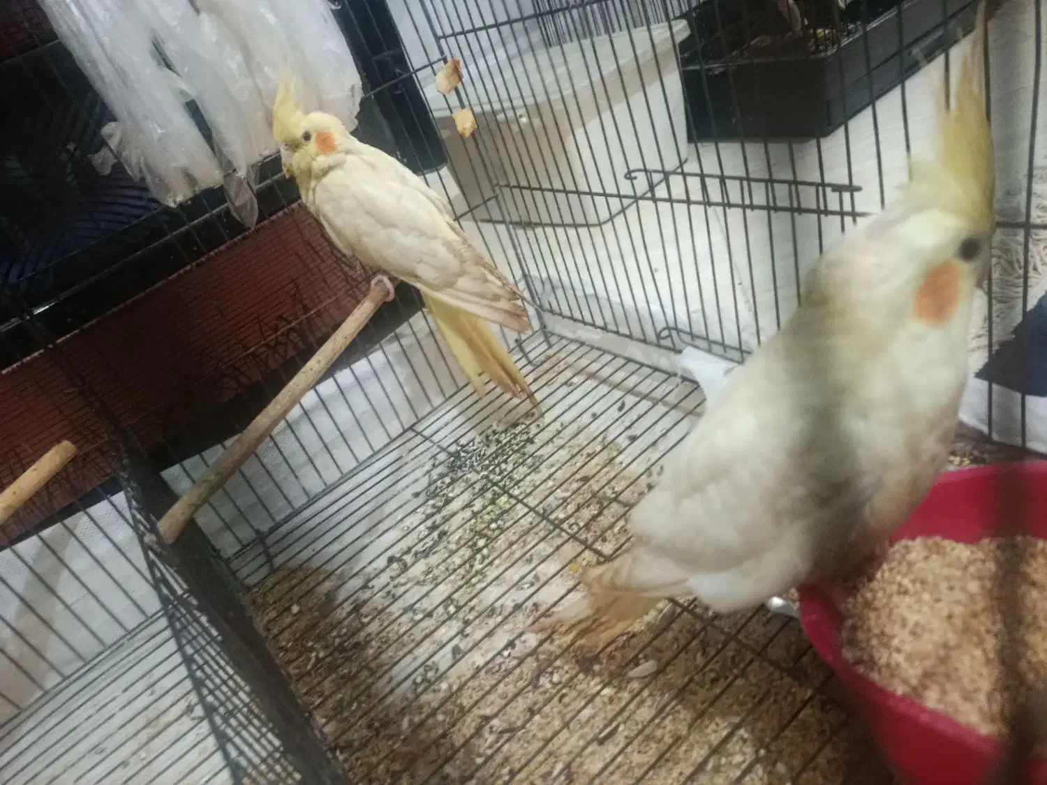 عروس هلندی|پرنده|یزد, |دیوار