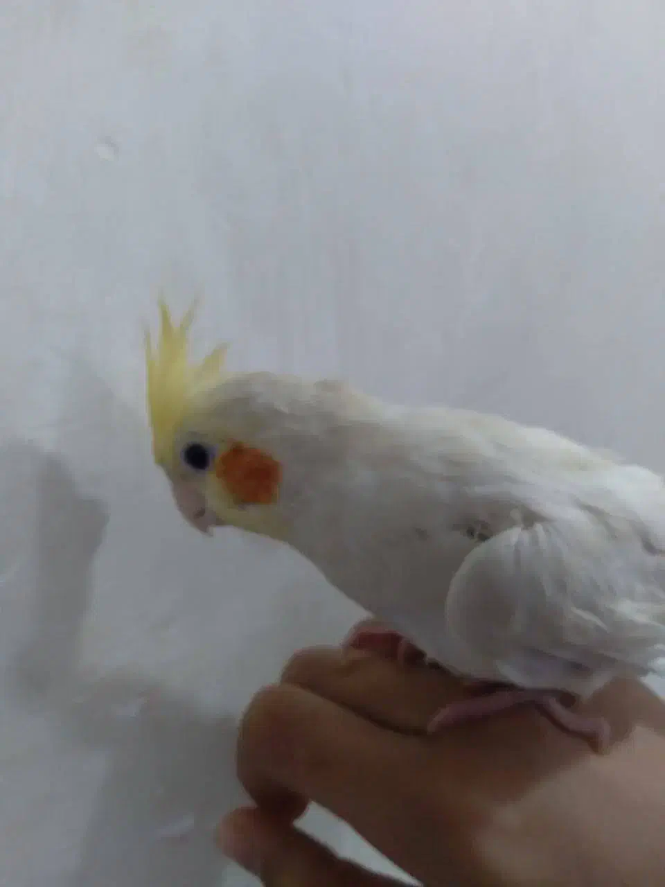 عروس هلندی|پرنده|قم, باغ شریفی|دیوار