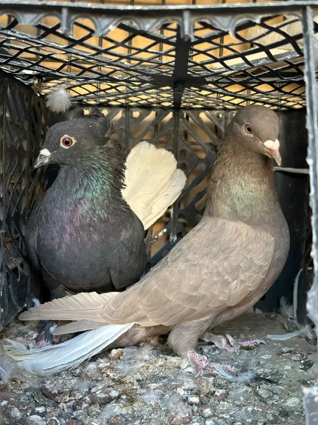 زاع دم سفید|پرنده|یزد, |دیوار