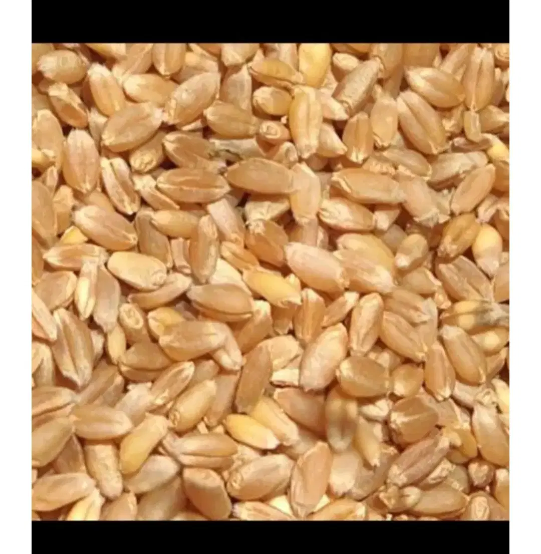 گندم|عمده‌فروشی|اردبیل, |دیوار