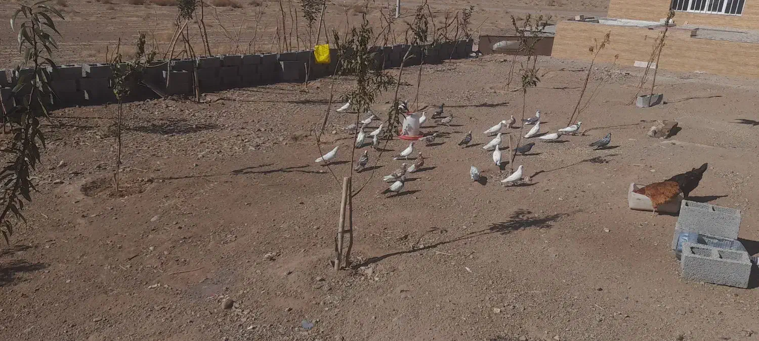 کبوتر|پرنده|سیرجان, |دیوار