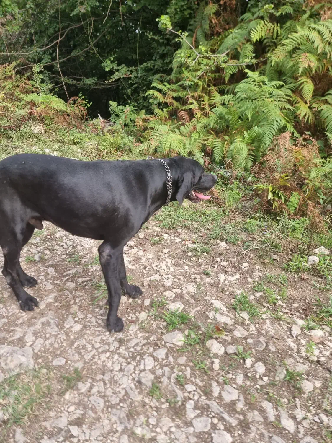 پوئینتر انگلیسی حرفه ای شکار|سگ|تهران, سعادت‌آباد|دیوار