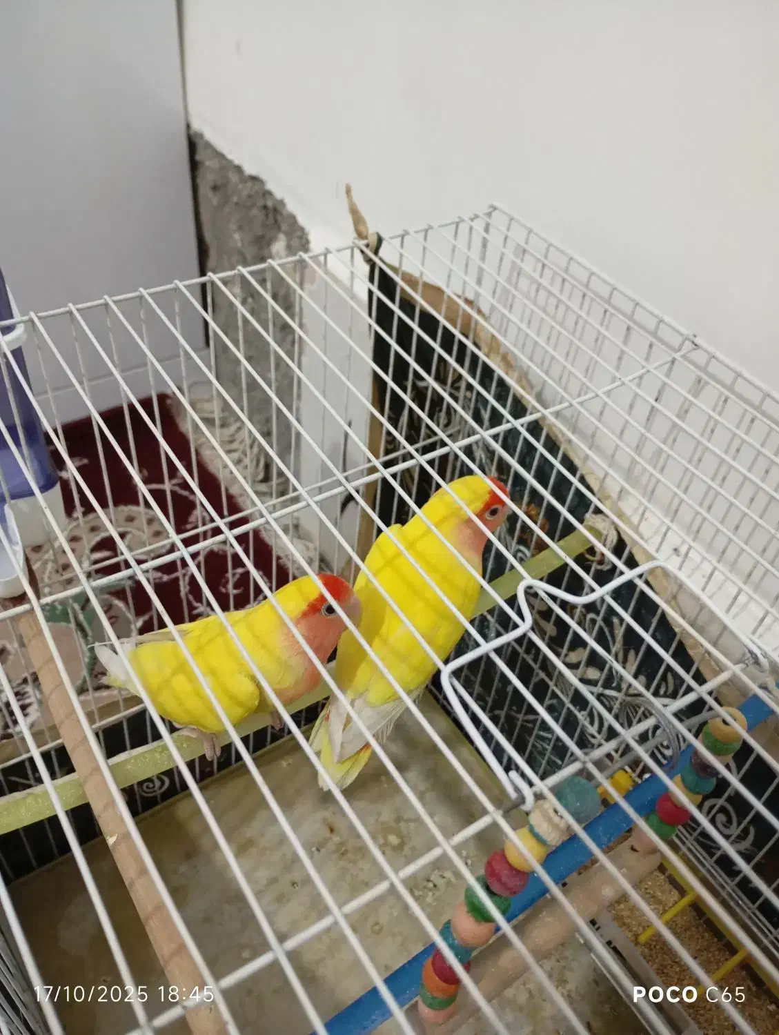 سلام یک جفت کوتوله برزیلی|پرنده|سلیمان, |دیوار