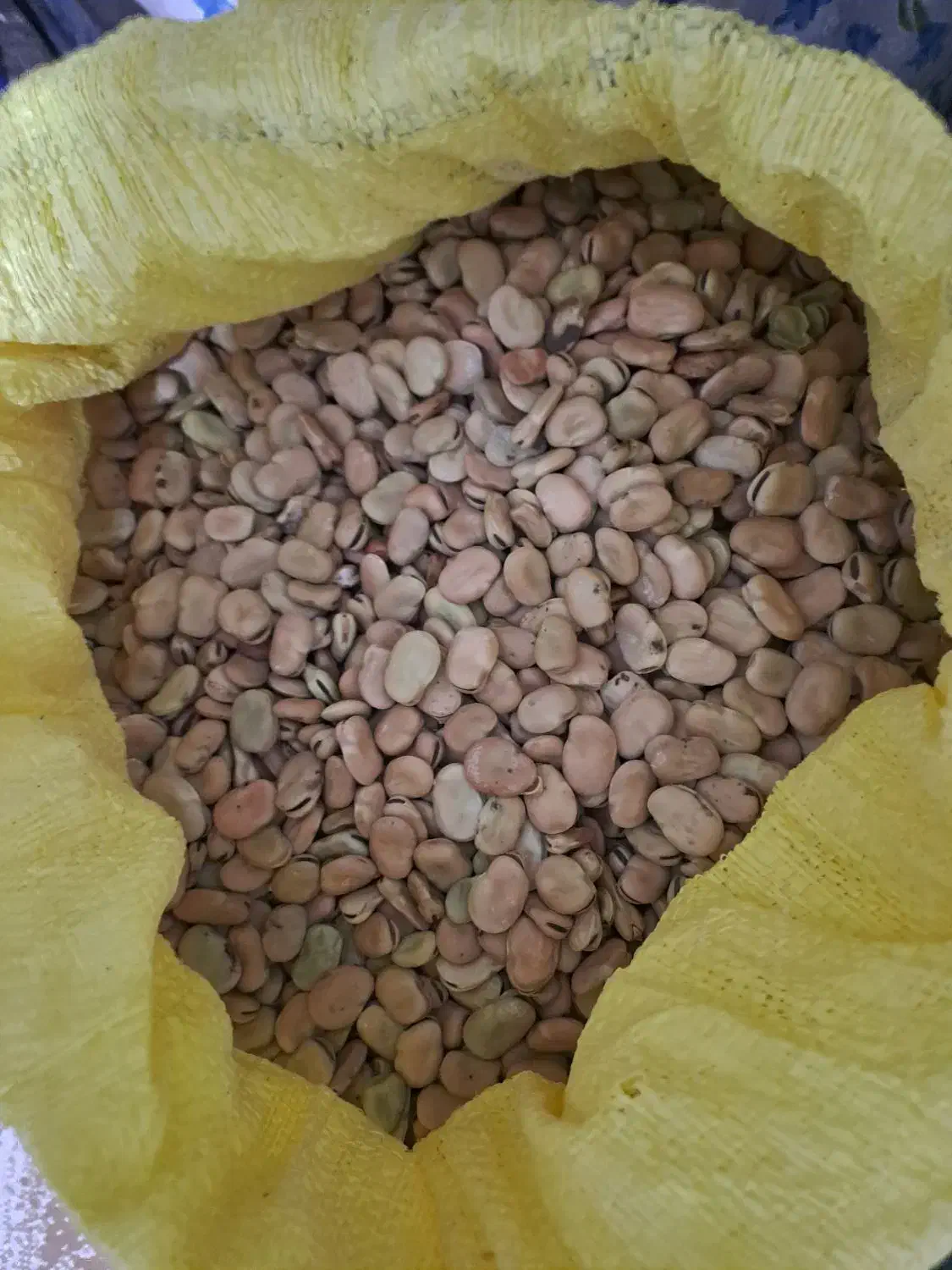 باقلا|گل و گیاه طبیعی|کرمانشاه, |دیوار