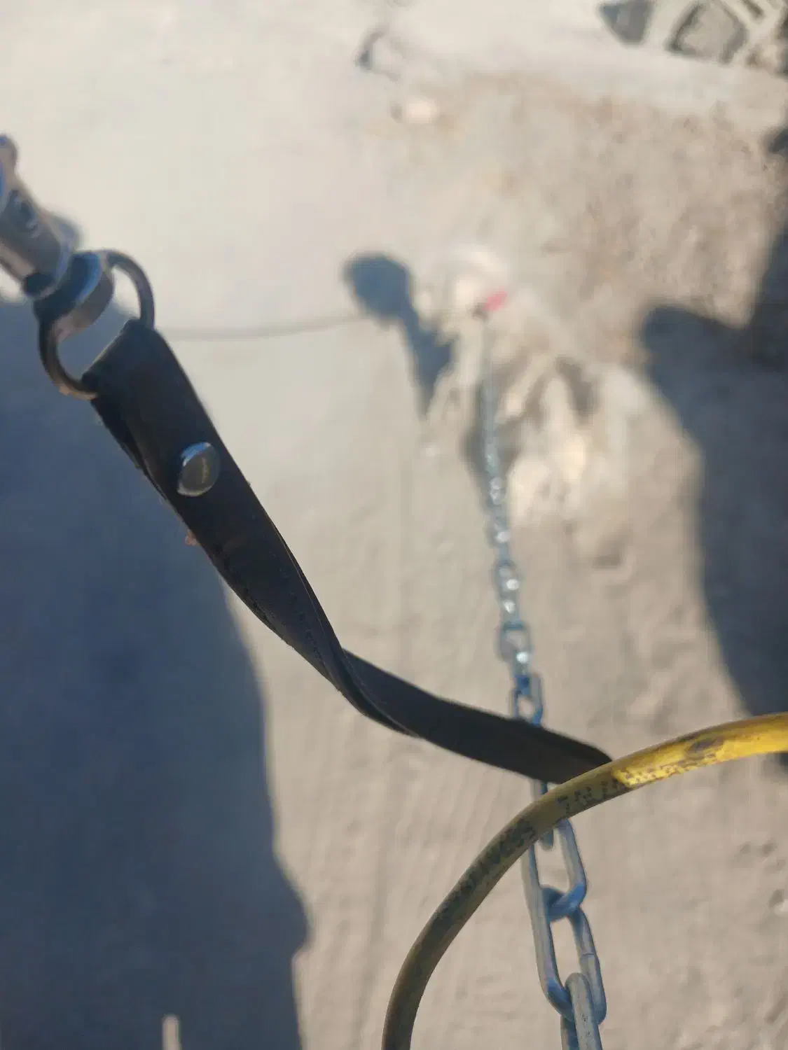 سگ نژاد شیدزو|سگ|سراوان, |دیوار