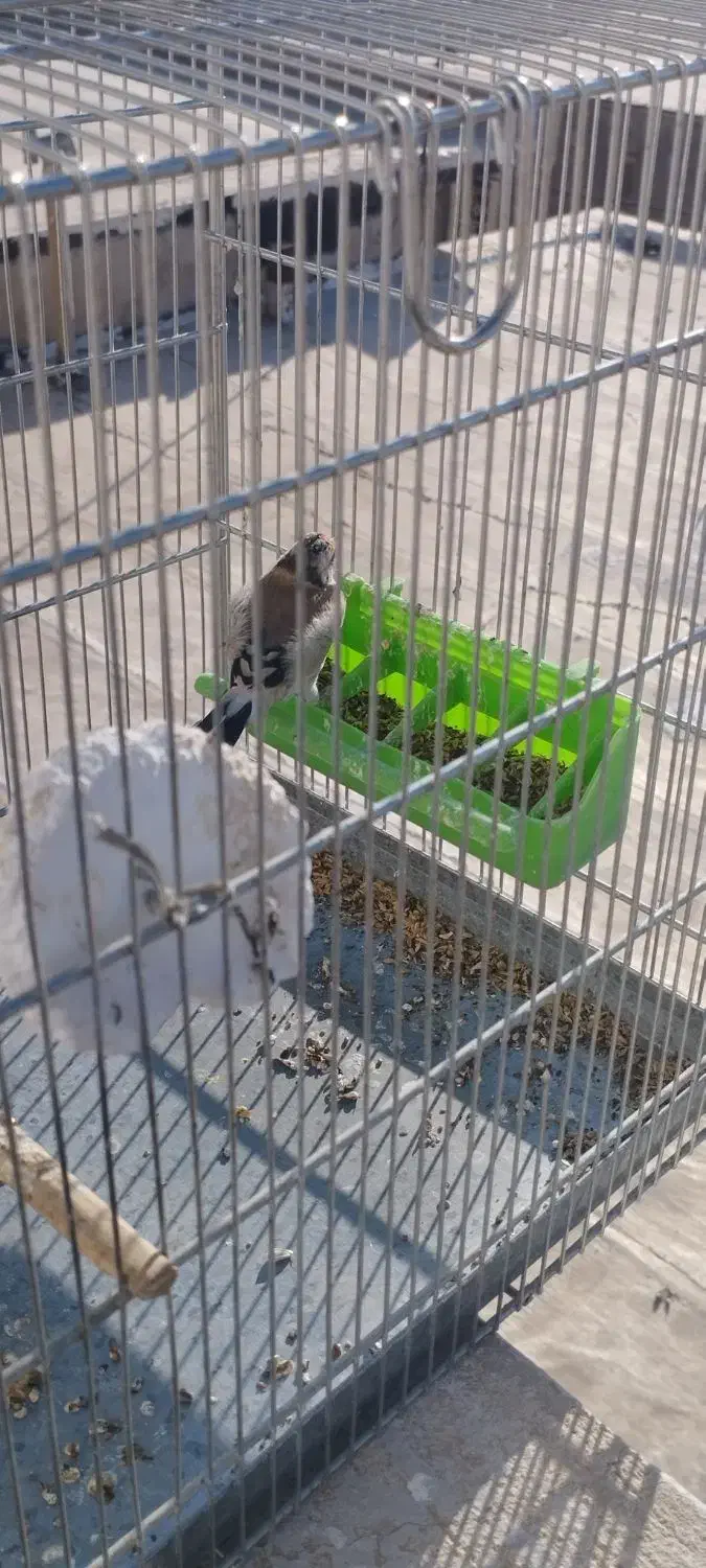 جوجه سهره|پرنده|ایلام, |دیوار