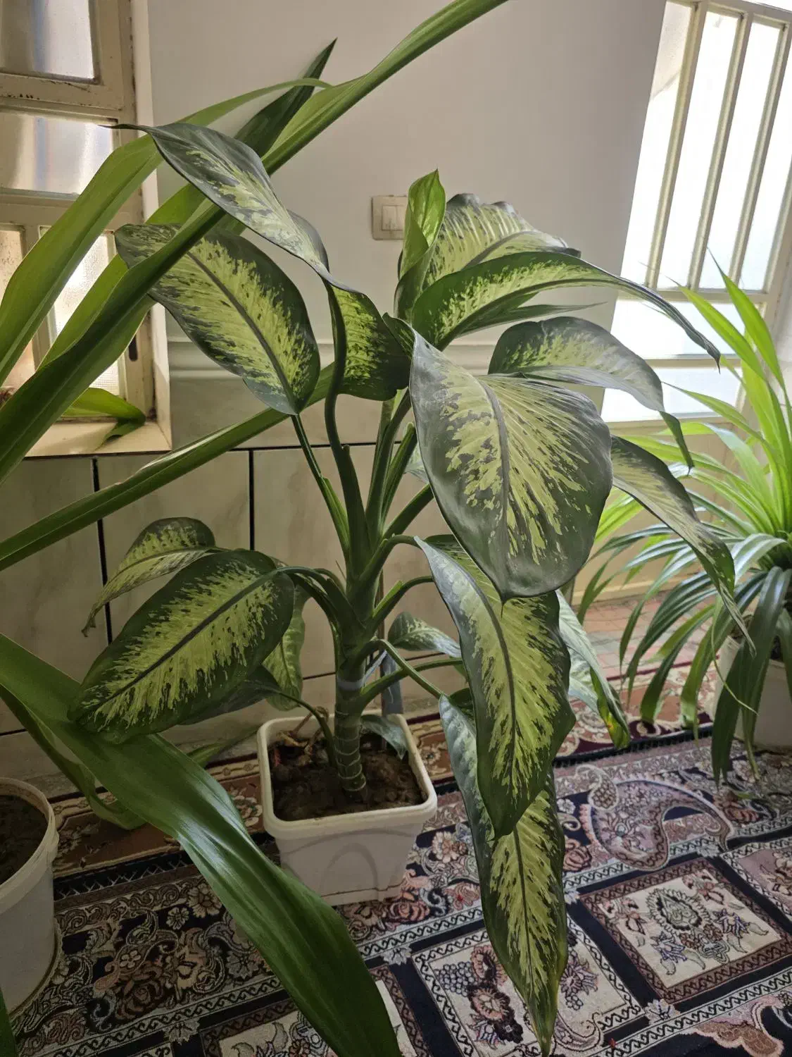 فروش گل|گل و گیاه طبیعی|جنت, |دیوار