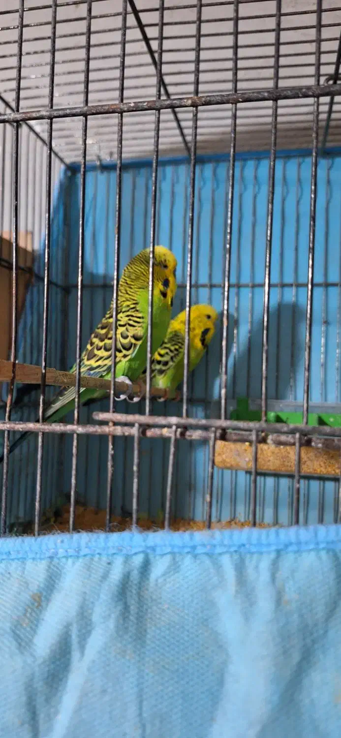 مرغ عشق انگلیسی مولد به شرط|پرنده|گرگان, |دیوار