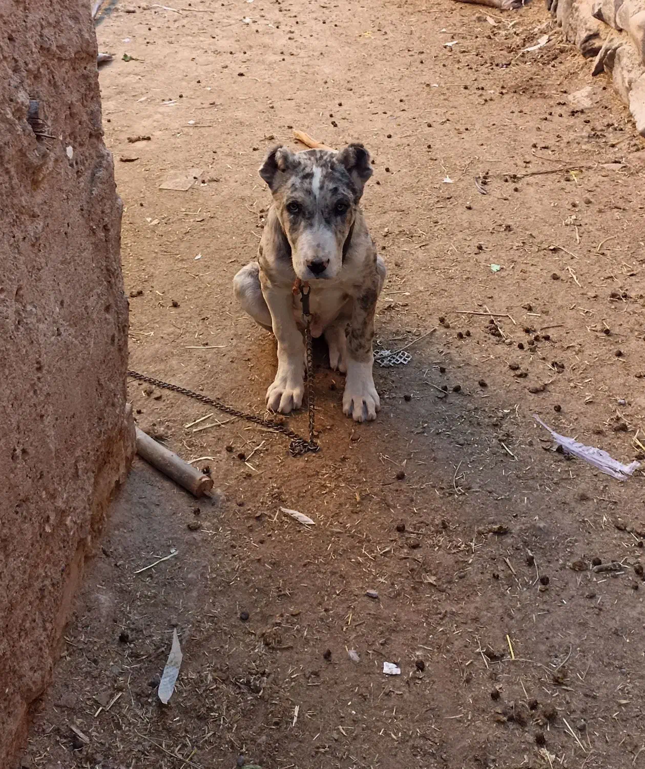سگ.توله. کوچوک. گمشده است|سگ|تربت‌حیدریه, ترمینال|دیوار