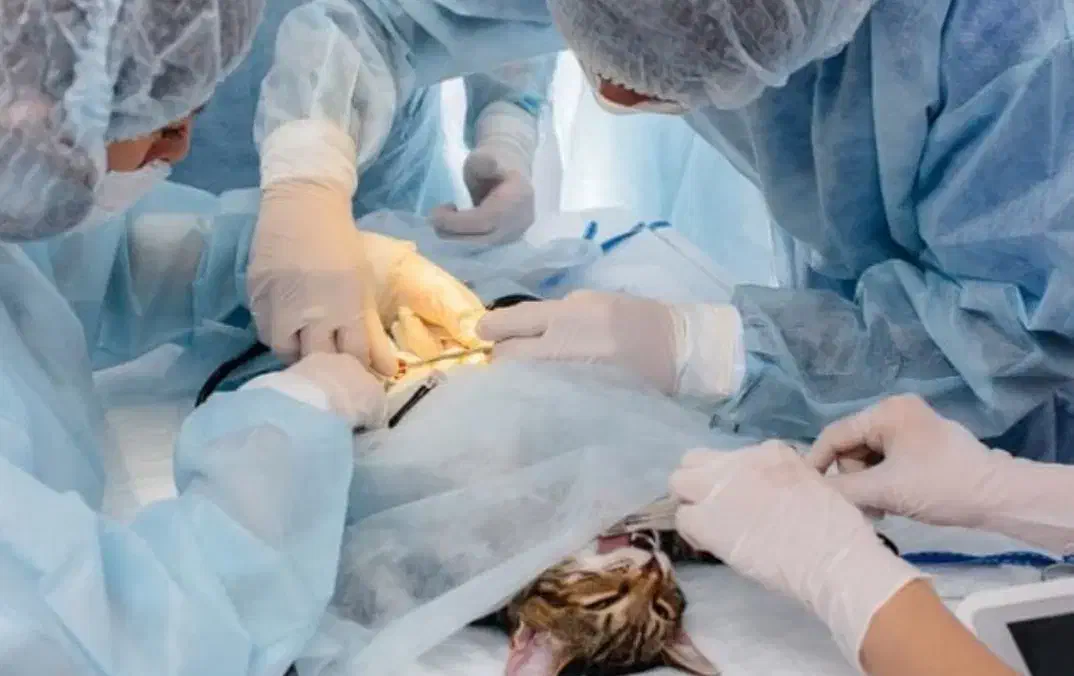 کلینیک تخصصی دامپزشکی دامپزشک عقیم سازی سگ گربه|خدمات آرایشگری و زیبایی|مشهد, کوثر|دیوار