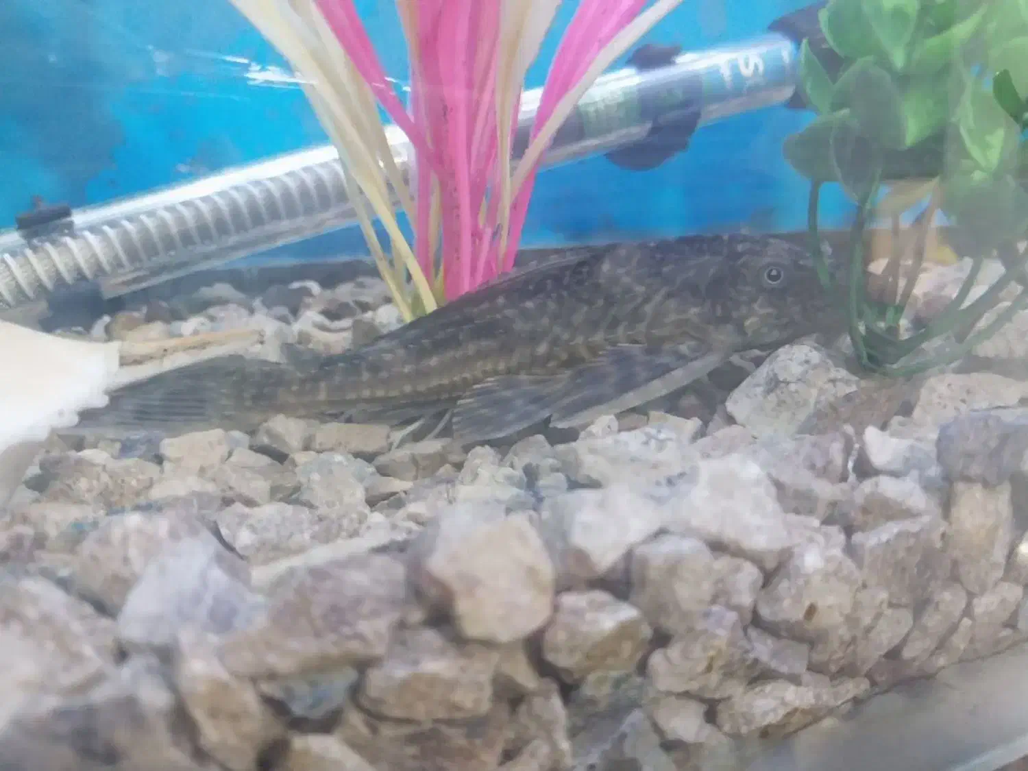 ماهی و لوازم اکواریوم|ماهی|ورامین, شهرک ولیعصر|دیوار