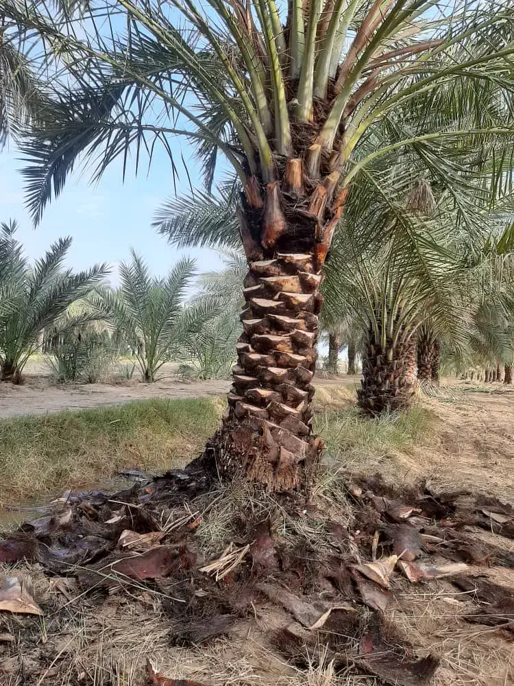 تمیزکاری نخل باغچه|خدمات باغبانی و درختکاری|چمران, |دیوار