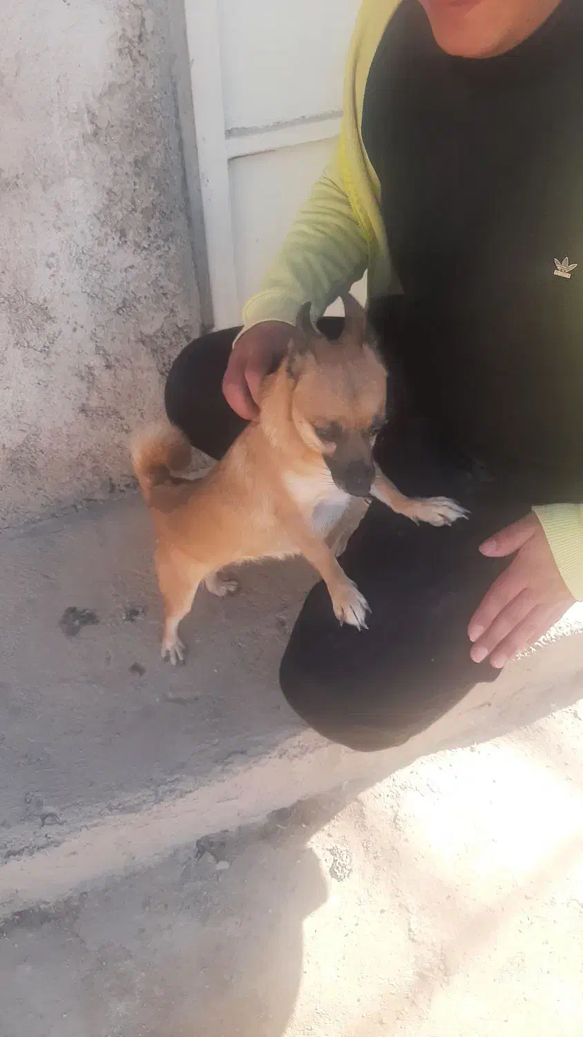 سگ پامر|سگ|پاکدشت, پاکدشت (مامازند)|دیوار