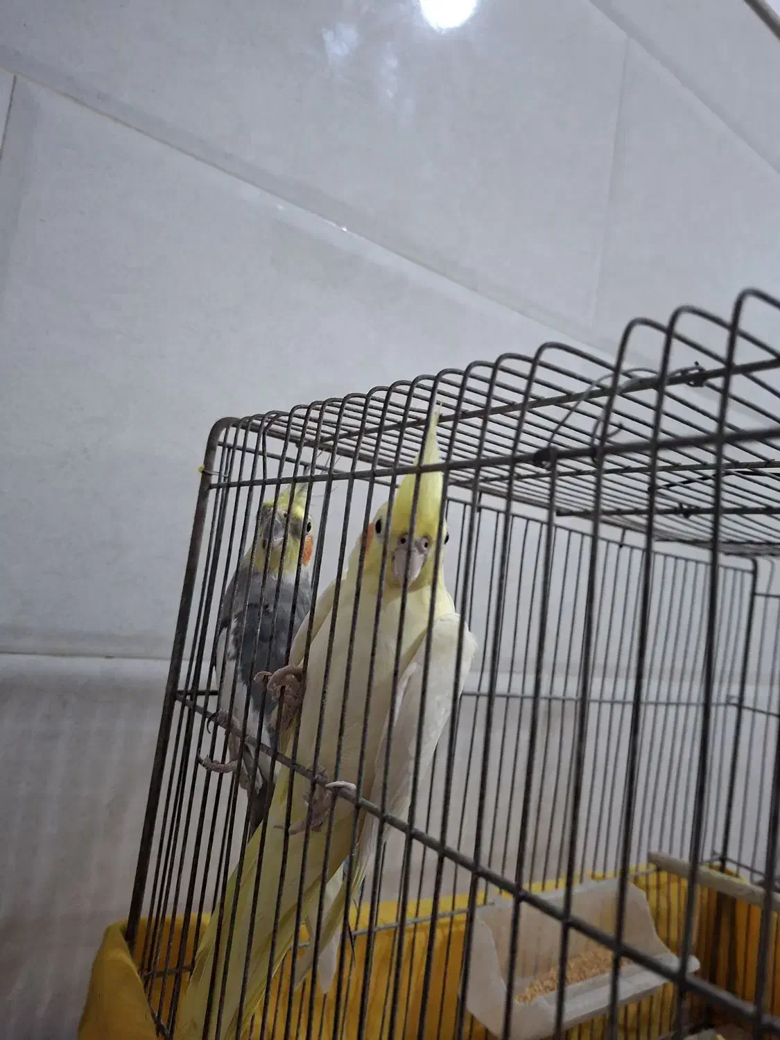 عروس هلندی|پرنده|قم, سید معصوم|دیوار