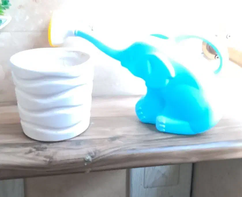 گلدان|گل و گیاه طبیعی|تهران, امام زاده عبدالله|دیوار