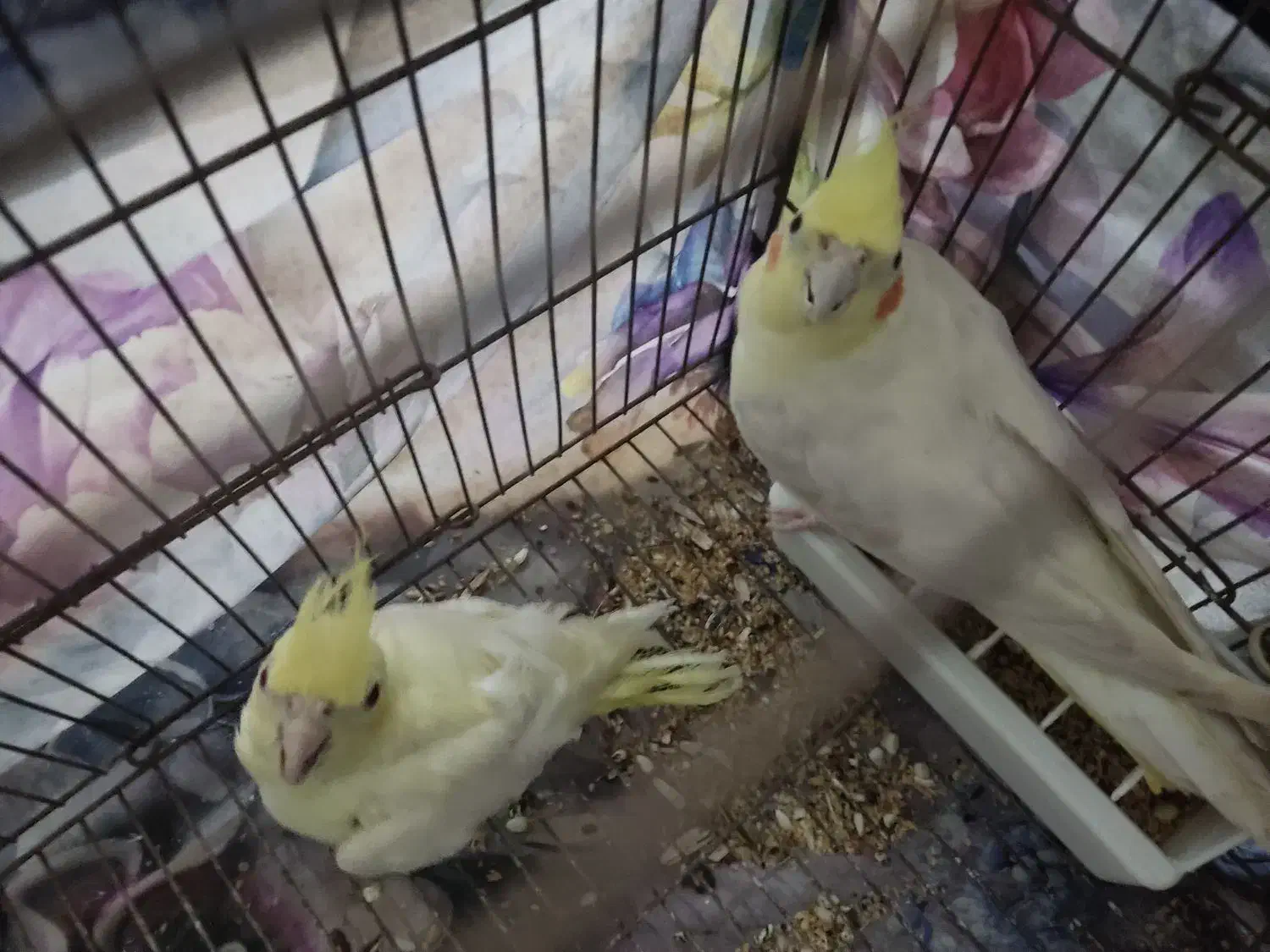 فروش سه عدد عروس هلندی|پرنده|رشت, دخانیات|دیوار