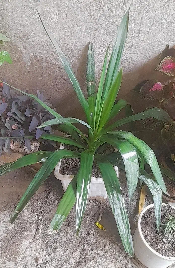 گل سرحال|گل و گیاه طبیعی|اراک, |دیوار