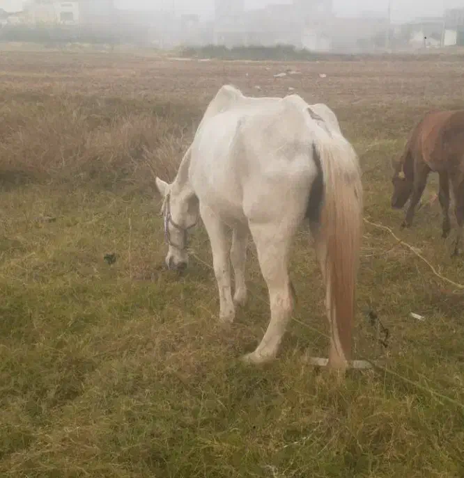 مادیان|اسب و تجهیزات اسبسواری|گرگان, |دیوار