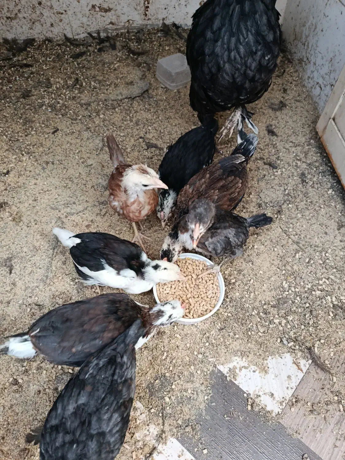 مرغ و جوجه گلین|حیوانات مزرعه|شوشتر, |دیوار