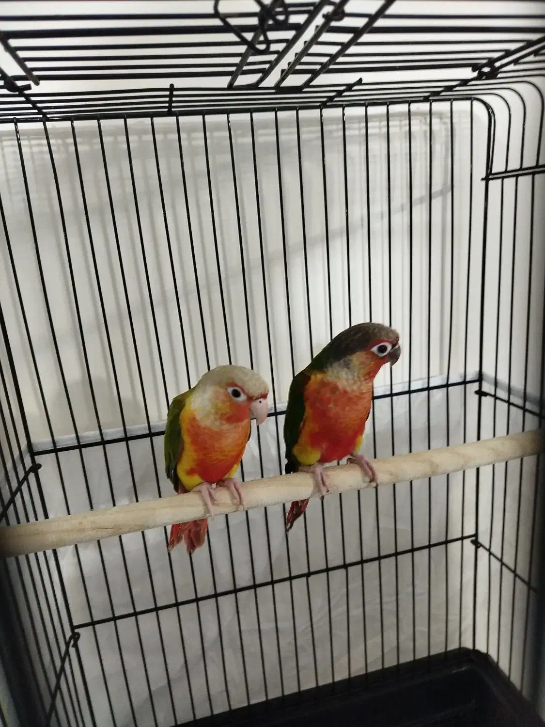 جفت گرینچیک دبل رد خونی|پرنده|تهران, تهرانپارس شرقی|دیوار