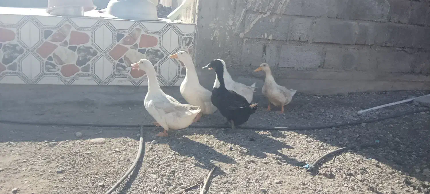 اردک تخم گذار|حیوانات مزرعه|توکهور, |دیوار