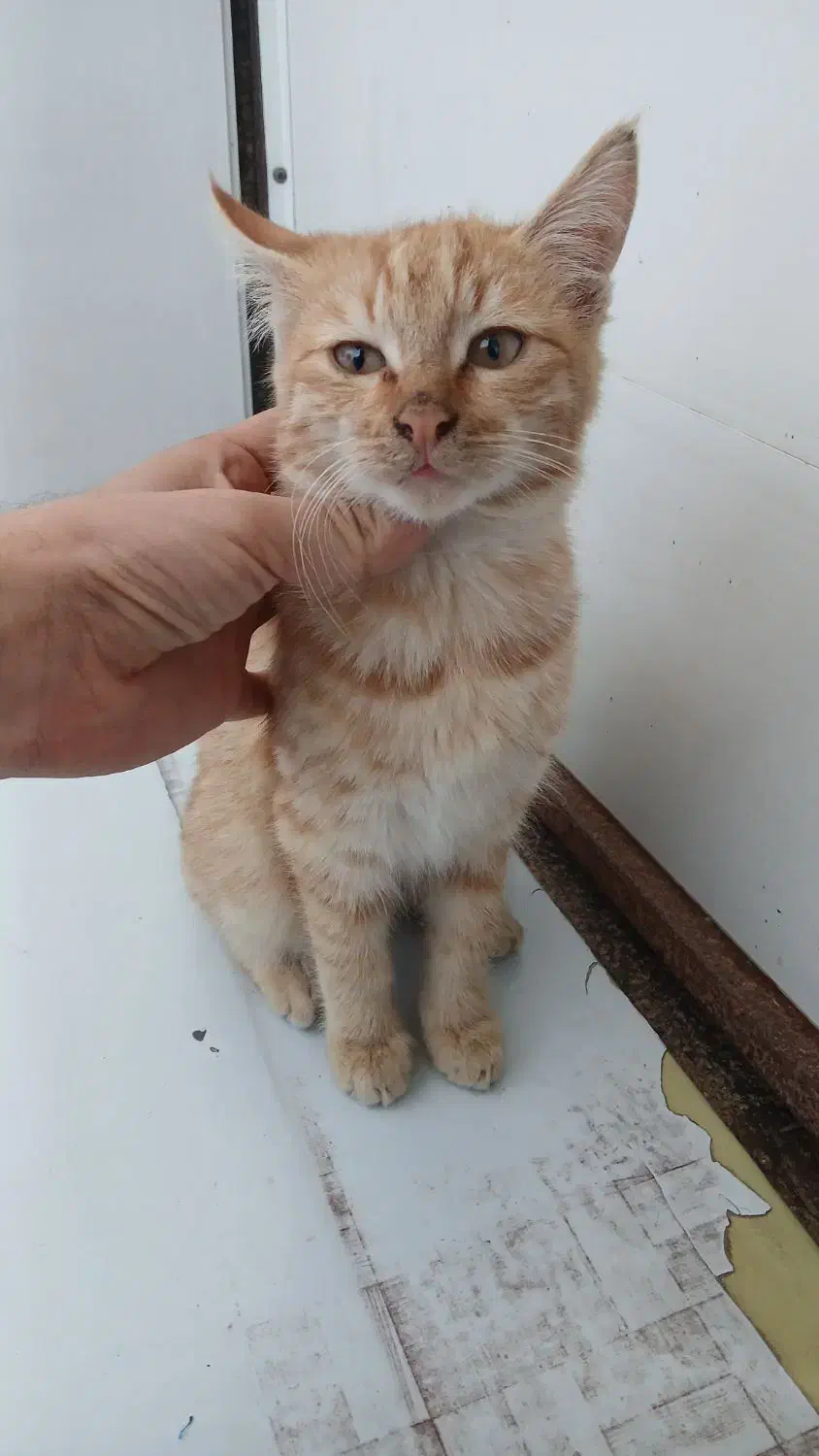 گربه رایگان|گربه|لاهیجان, انقلاب|دیوار